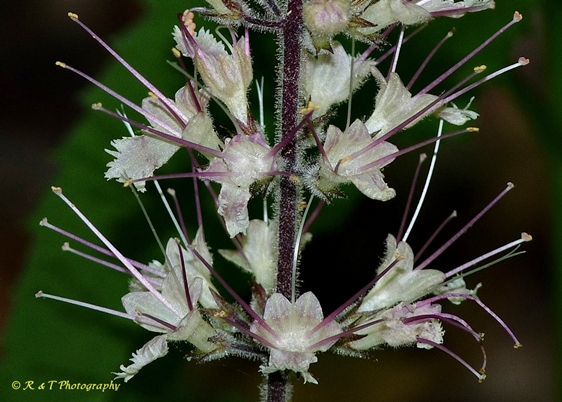 {Collinsonia verticillata}